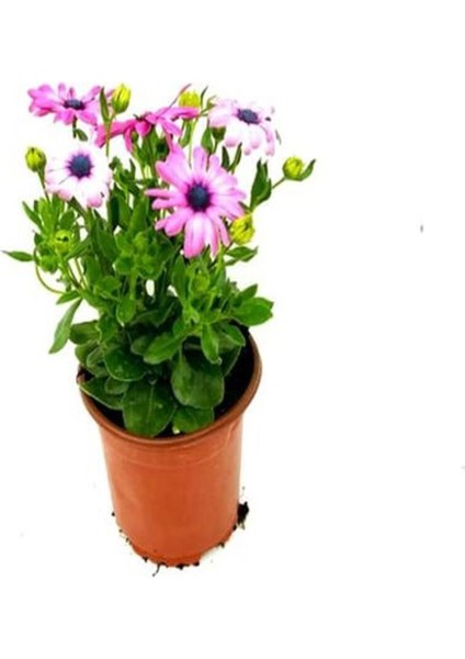 Videolu Lila Bodrum Papatyası 20-30CM Saksılı\tüplü (Bodrum Daisy)