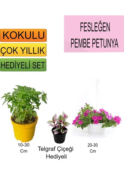 3'lü Set Fesleğen+ Askılı Saksılı Petunya+ Hediyelik Telgraf Çiçeği