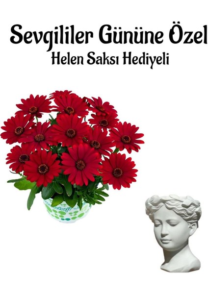 Kadınlar Gününe Özel Kırmızı Renk Bodrum Papaptyası Helen Saksı Hediyeli