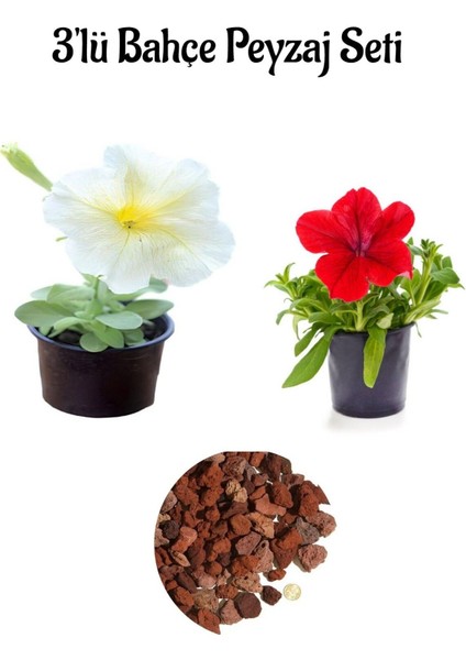 Beyaz+ Kırmızı 2 Adet Petunya Çiçeği (5-15 Cm)+ Dekoratif Pomza Taşı (2 Lt)