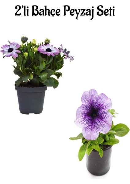 Mor Bodrum PAPATYASI(20-30CM)+ Açık Mor Petunya(5-15 Cm)