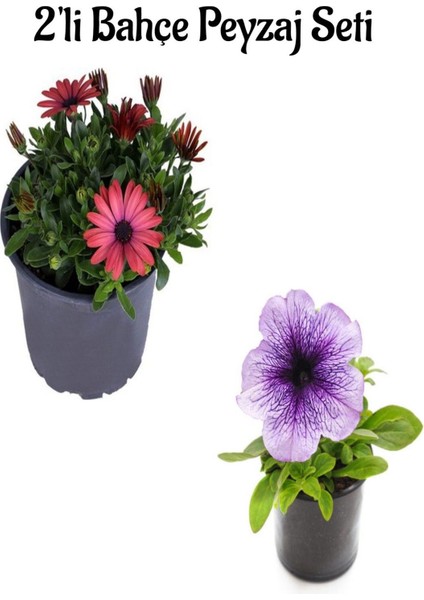 Kırmızı Bodrum PAPATYASI(20-40CM)+ Açık Renk Petunya (5-15 Cm)