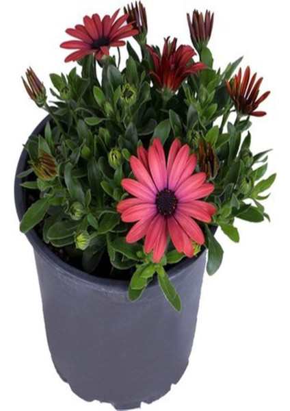 Kırmızı Bodrum PAPATYASI(20-40CM)+ Açık Renk Petunya (5-15 Cm)