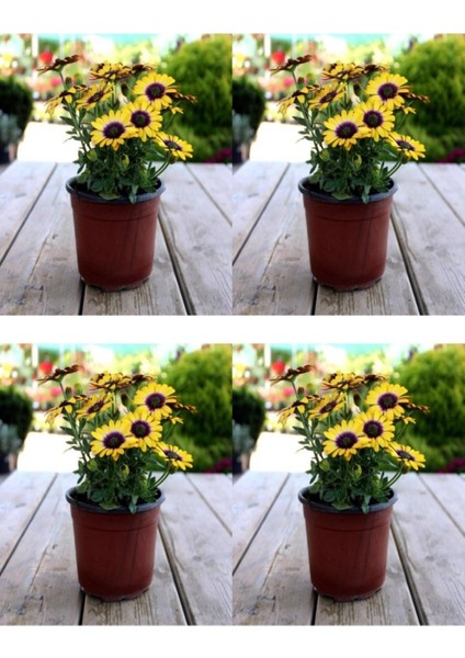 Videolu Sarı Bodrum Papatyası Çiçeği Fidanı 4 Adet Saksılı 20-40 cm (Yellow Bodrum Daisy)