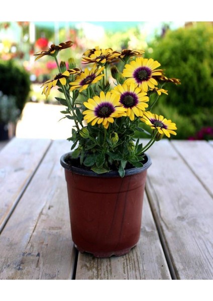 Videolu Sarı Bodrum Papatyası Çiçeği Fidanı 4 Adet Saksılı 20-40 cm (Yellow Bodrum Daisy)