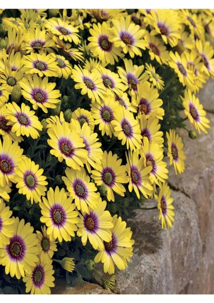 Videolu Sarı Bodrum Papatyası Çiçeği Fidanı 4 Adet Saksılı 20-40 cm (Yellow Bodrum Daisy)