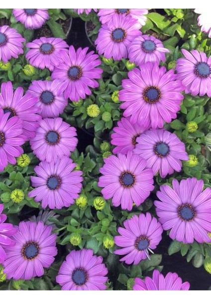 Videolu Mor Bodrum Papatyası Çiçeği 1 Adet Saksılı 20-40 cm Teras Bitkisi ( Dimorphotheca Ecklonis)