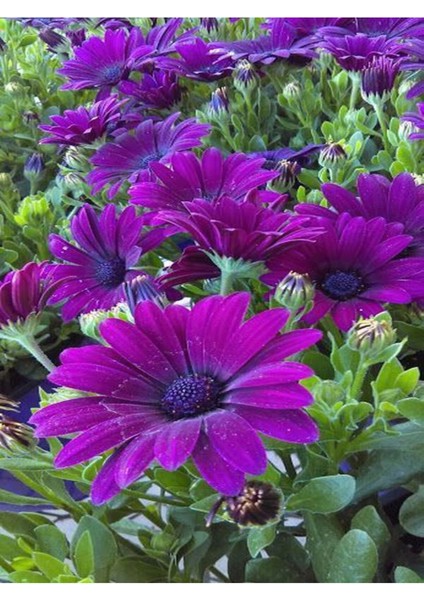 Videolu Mor Bodrum Papatyası Çiçeği 1 Adet Saksılı 20-40 cm Teras Bitkisi ( Dimorphotheca Ecklonis)