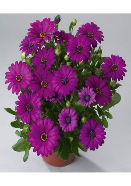 Videolu Mor Bodrum Papatyası Çiçeği 1 Adet Saksılı 20-40 cm Teras Bitkisi ( Dimorphotheca Ecklonis)