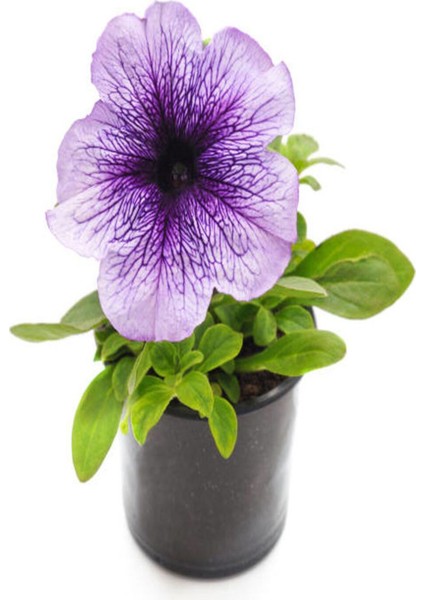 Kırmızı Bodrum PAPATYASI(20-40CM)+ Açık Renk Petunya (5-15 Cm)
