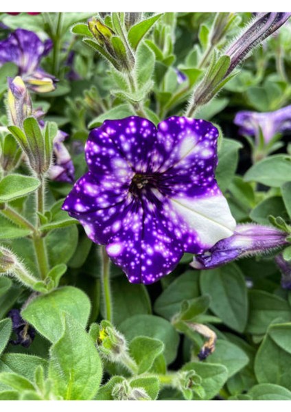 Videolu Mavi Renkli 1 Adet Çilli Petunya Fidanı 30-60CM Askılı Saksılı (Speckled Petunia)