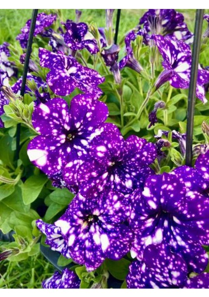 Videolu Mavi Renkli 1 Adet Çilli Petunya Fidanı 30-60CM Askılı Saksılı (Speckled Petunia)