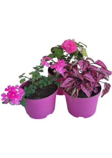3'lü Mini Set 1 Adet Pembe Hostes+1 Adet Pembe Cam Güzeli+1 Adet Mine Çiçeği