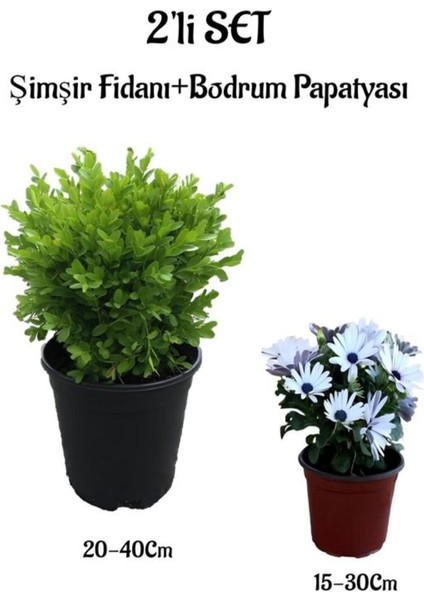 Çalı Şimşiri Fidanı+Beyaz Bodrum Papatyası 2'li Set Peyzaj Bitki Seti