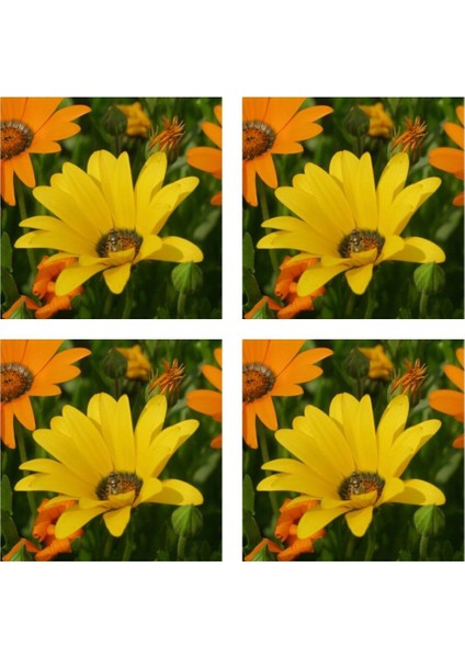 Videolu Sarı 4 Adet Bodrum Papatyası Çiçeği Fidanı Saksılı Çiçekli Bodur Bitkiler Yellow Daisy