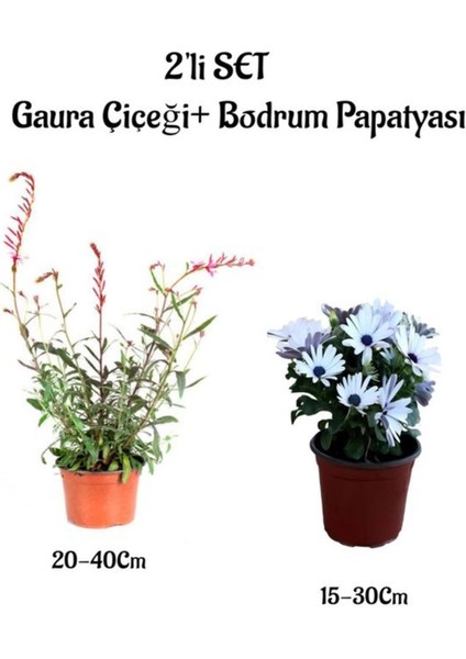 Kırmızı Gaura Bitkisi+Beyaz Bodrum Papatyası 2'li Bahçe Peyzaj Seti