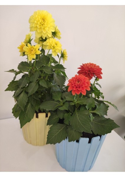 Yıldız Çiçeği - Dahlia İkili Saksılı Set