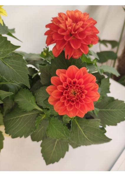 Yıldız Çiçeği - Dahlia İkili Saksılı Set fiyatları