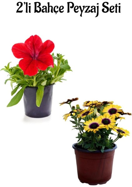 Kırmızı Petunya(5-15 Cm)+ Sarı Bodrum Papatyası (20-30 Cm)