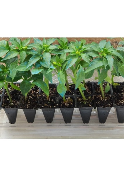 Biber Fidesi 10 Adet Fide Karışık Dolmalık-Çarliston-Kırmızı-Kıl-Süs Biber Fidesi Biber 10LU Paket