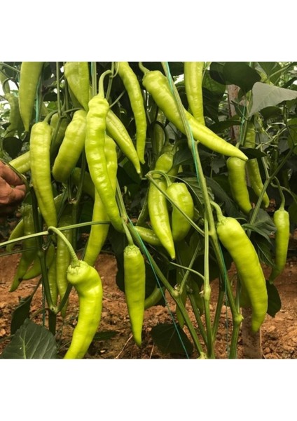 Biber Fidesi 10 Adet Fide Karışık Dolmalık-Çarliston-Kırmızı-Kıl-Süs Biber Fidesi Biber 10LU Paket fiyatları