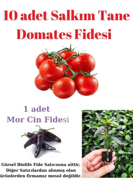 Salkım Tane Domates Fidesi Yerli Tohum 10 Adet, Mor Cin Biber Fidesi 1 Adet
