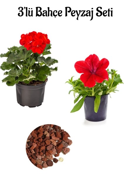 Kırmızı SARDUNYA(15-30CM)+KIRMIZI PETUNYA(10-20CM)+2LT Dekoratif Taş 3'lü Bahçe Seti