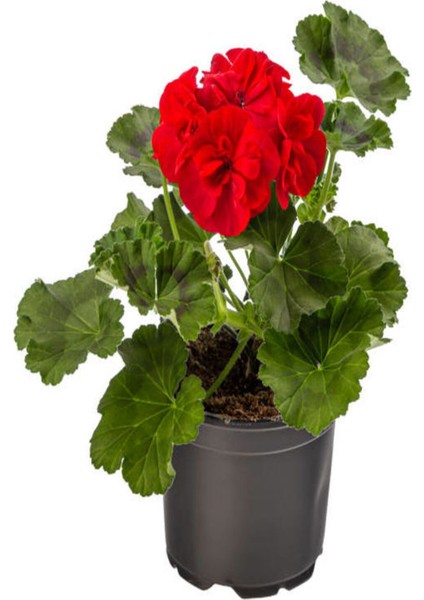 Kırmızı SARDUNYA(15-30CM)+KIRMIZI PETUNYA(10-20CM)+2LT Dekoratif Taş 3'lü Bahçe Seti