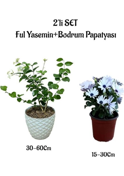 Harika Kokulu Ful Yasemin Çiçeği+Beyaz Bodrum Papatyası 2'li Peyzaj Seti
