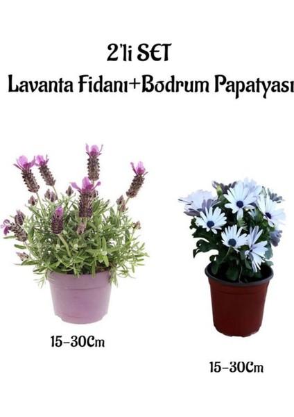 Hoş Kokulu Lavanta Fidanı+Beyaz Bodrum Papatyası 2'li Bahçe Peyzaj Seti