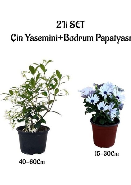 Yoğun Kokulu Çin Yasemini +Beyaz Bodrum Papatyası 2'li Bahçe Peyzaj Seti