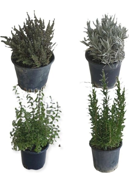 Aromatik Bitkiler, Mis Kokulu, 4'lü Mutfak Seti, Büyük Boy, Mercan Köşk/lavanta/biberiye/kekik