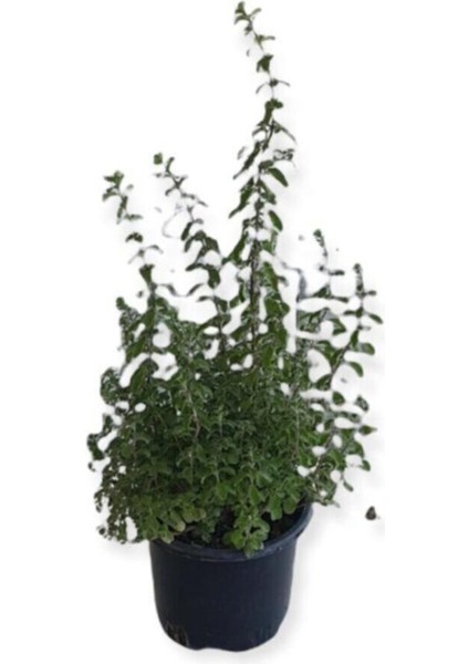 Aromatik Bitkiler, Mis Kokulu, 4'lü Mutfak Seti, Büyük Boy, Mercan Köşk/lavanta/biberiye/kekik fırsatları