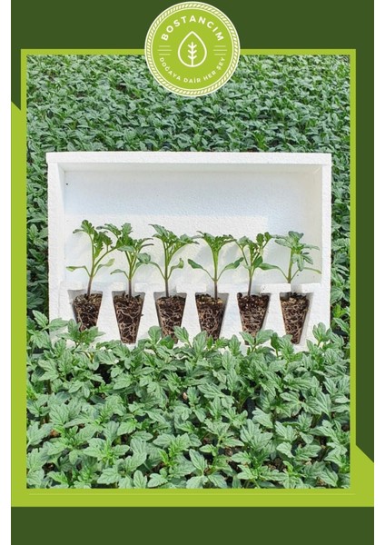 Cherry Domates Fidesi (6'lı Ambalaj)