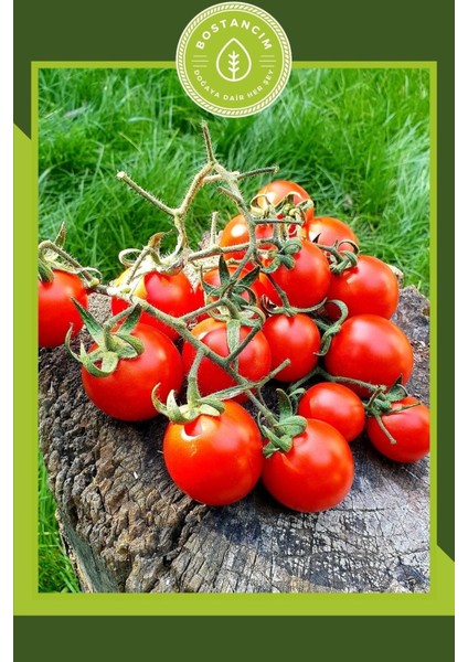 Cherry Domates Fidesi (6'lı Ambalaj)