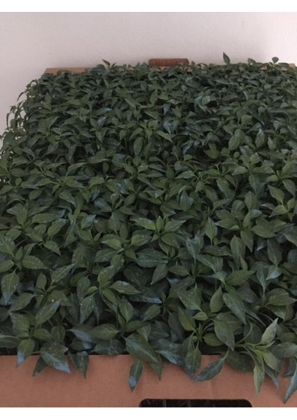 Kıl Acı Biber Fidesi 20 Li Ambalaj (Ince Sivri Acı Biber) Kahvaltılık Bol Verimli modelleri