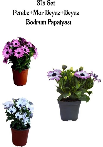 Rengarenk Pembe+Alacalı Mor+Beyaz Renk Bodrum Papatyası 3'lü Set Bahçe Bitkisi