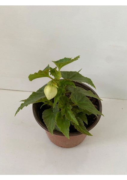 Beyaz Renk Gelin Damat Çiçeği (Katlı Çınar Begonya)1 Adet Saksılı 10-20CM (Begonia Boliviensis)