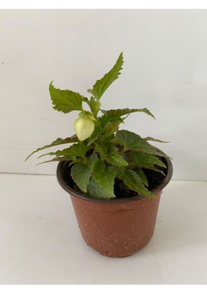 Beyaz Renk Gelin Damat Çiçeği (Katlı Çınar Begonya)1 Adet Saksılı 10-20CM (Begonia Boliviensis) fiyatları
