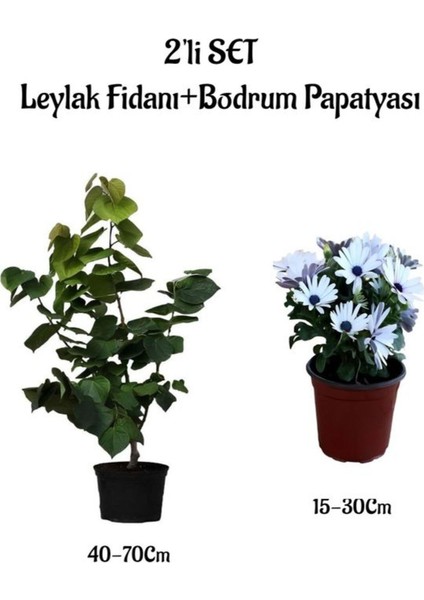 Mis Kokulu Leylak Fidanı+Beyaz Bodrum Papatyası 2'li Bahçe Peyzaj Seti