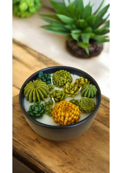 Sukulent Soya Wa x Kase Mum ( 10 Farklı Koku Seçeneği Açıklama Kısmında)
