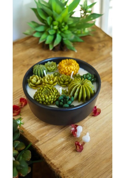 Sukulent Soya Wa x Kase Mum ( 10 Farklı Koku Seçeneği Açıklama Kısmında)