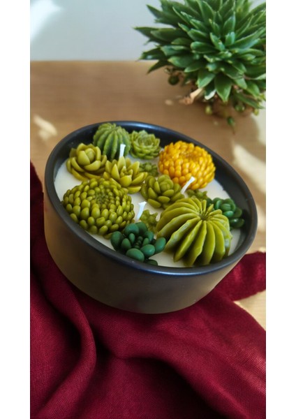 Sukulent Soya Wa x Kase Mum ( 10 Farklı Koku Seçeneği Açıklama Kısmında)