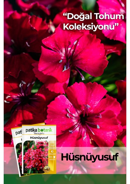 100 Adet Hüsnüyusuf (Dianthus Barbatus L.) Çiçek Tohumu