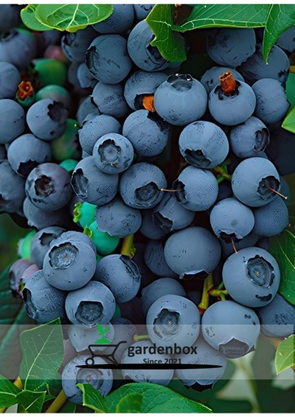 Blueberry Mavi Yemiş Yaban Mersini Meyve Fidanı 40-60CM 1 Adet (Legacy Cinsi)