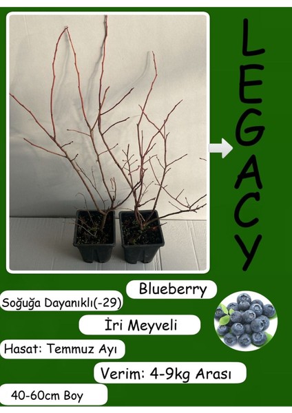 Blueberry Mavi Yemiş Yaban Mersini Meyve Fidanı 40-60CM 1 Adet (Legacy Cinsi) fiyatları