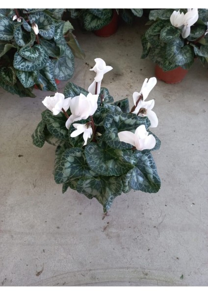 Beyaz Sıklamen Çiçeği Saksıda Canlı Cyclamen fiyatları