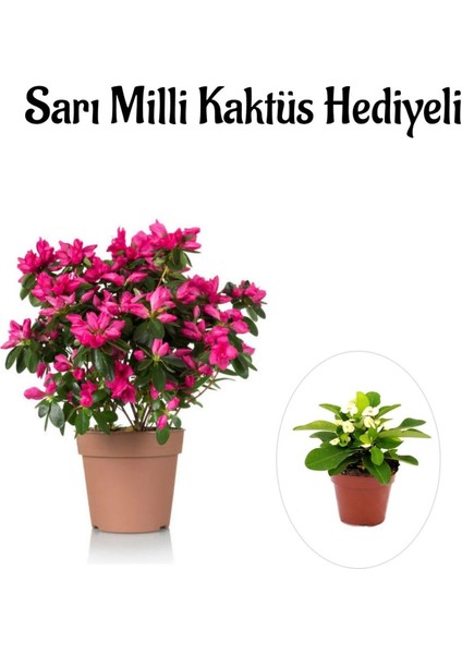 Kadınlar Gününe Özel Pembe Çiçekli Açelya Çiçeği Sarı Milli Kaktüs Hediyeli