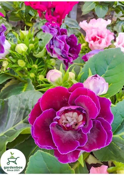 Açık Mor Gloxinia Bardak Menekşesi 1 Adet Saksılı 10-15CM