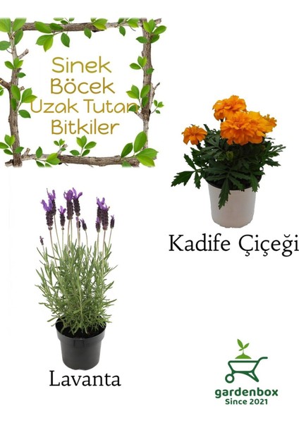 Sinek Böcek Kovucu Bitki Seti Lavanta+Turuncu Çıtır Kadife Çiçeği 10-20 cm Boylarında
